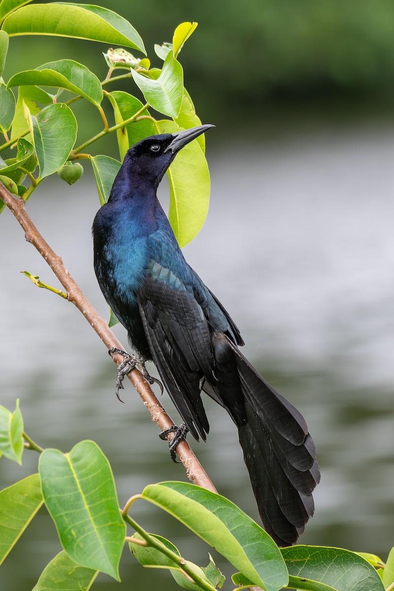 Boat-tailed Grackle - ML617882620