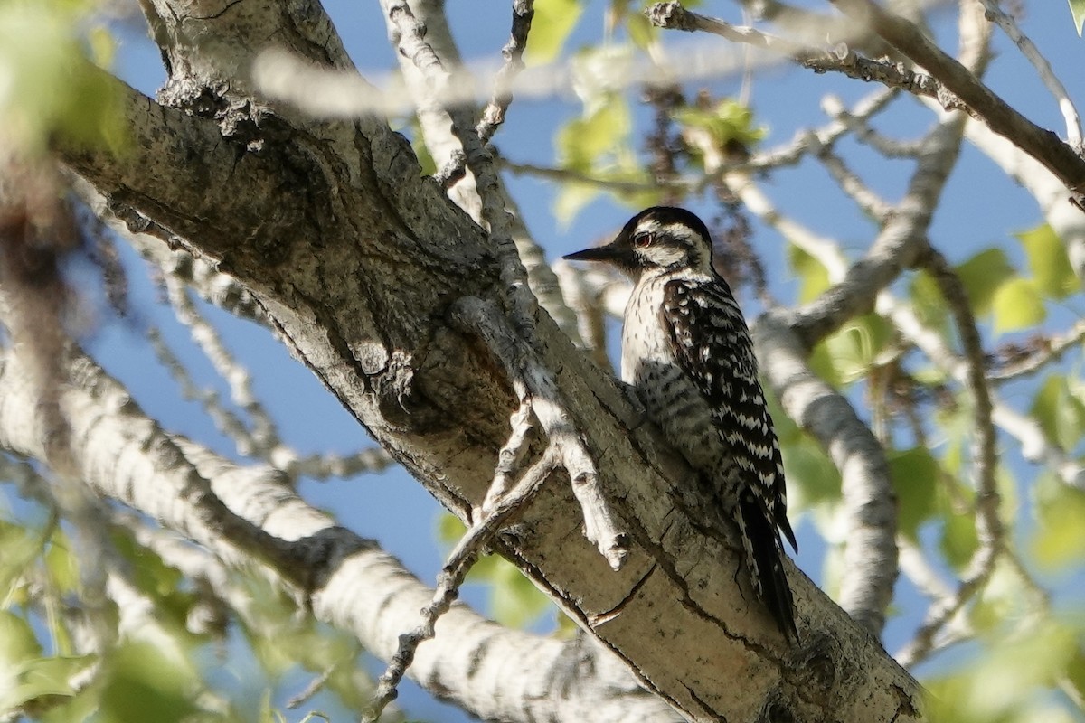 Ladder-backed Woodpecker - Wetland Survey