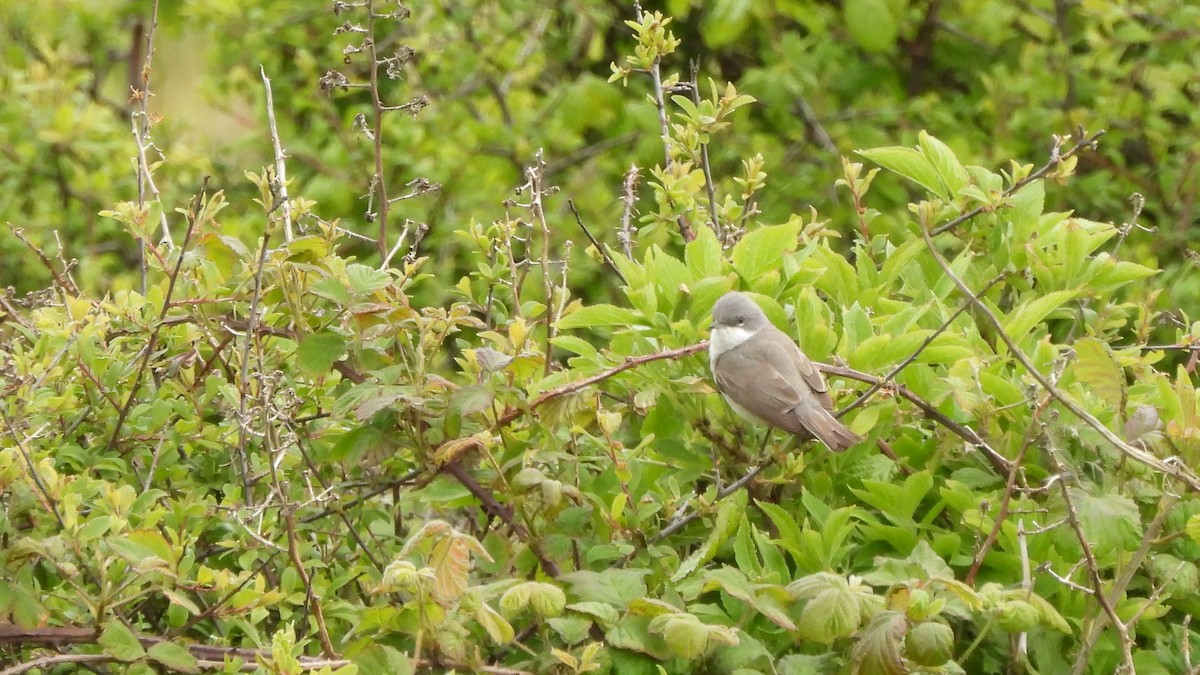 Lesser Whitethroat - Andy  Woodward