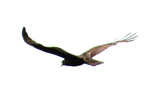 Zone-tailed Hawk - ML617882692