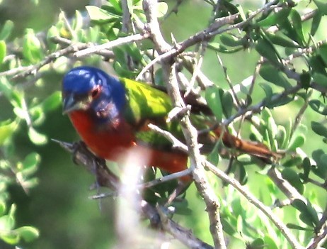 Painted Bunting - ML617882743