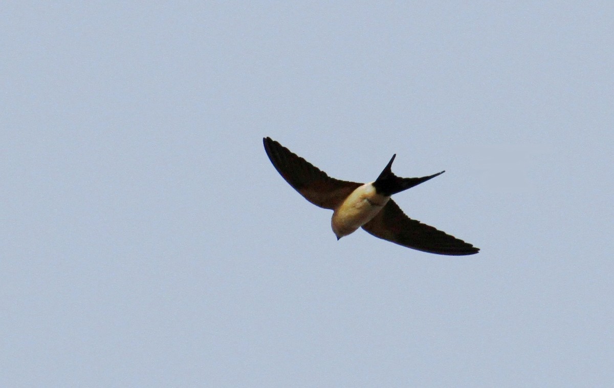 Red-rumped Swallow - ML617882758