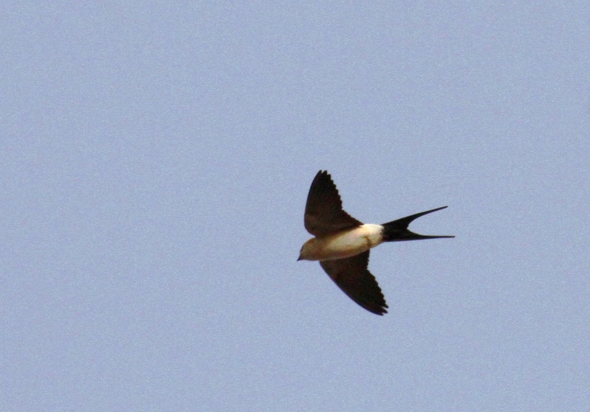Red-rumped Swallow - ML617882759