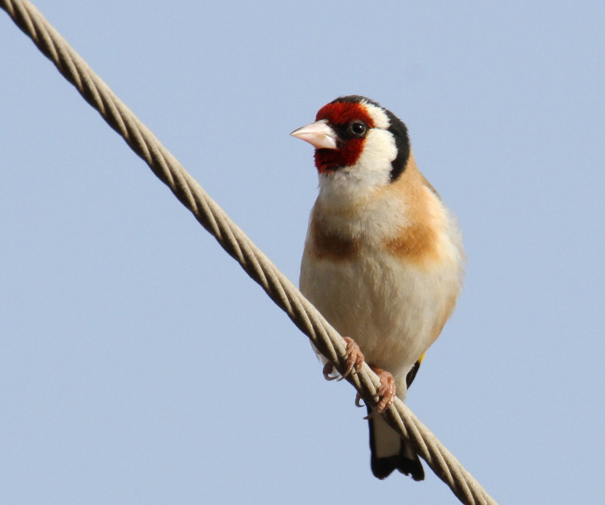 European Goldfinch - yuda siliki
