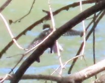 Красногрудый зимородок - ML617882785
