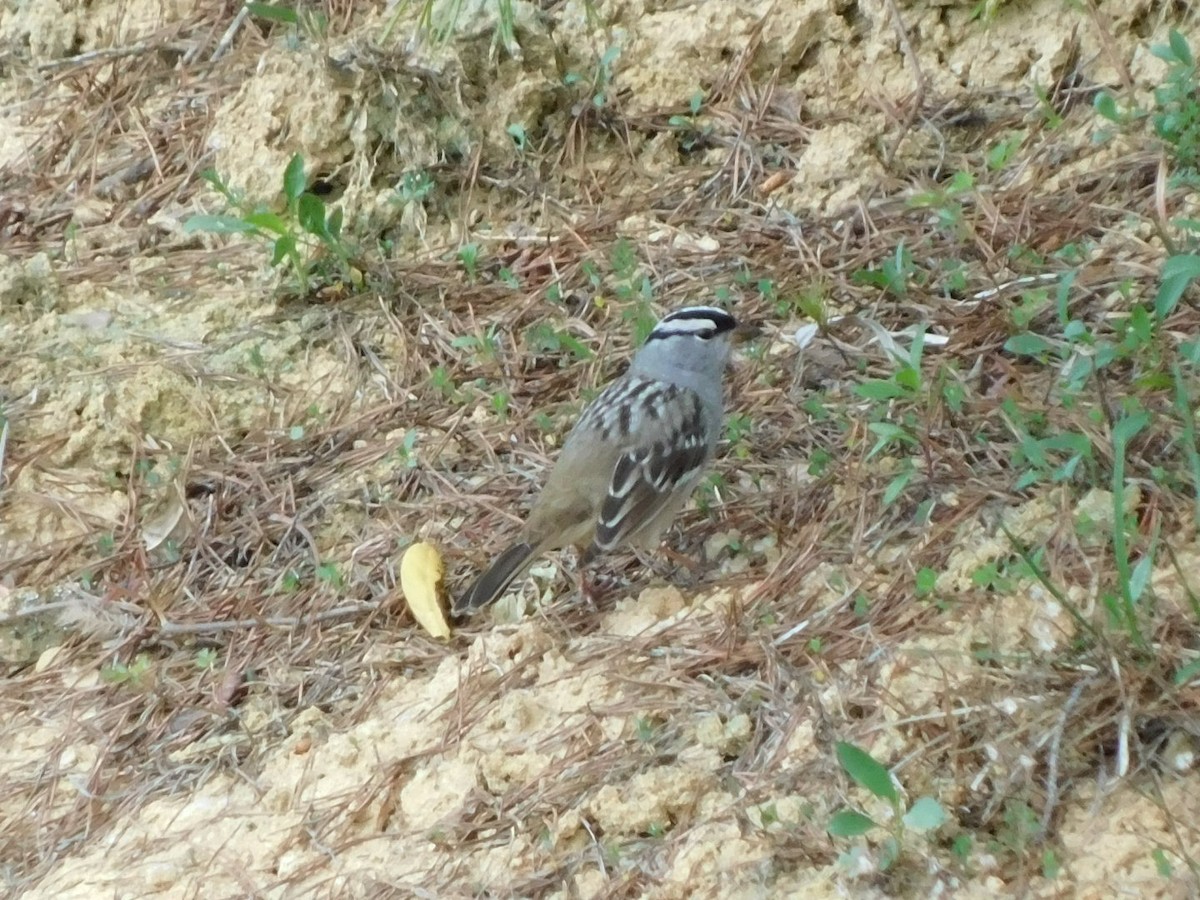 White-crowned Sparrow - Billy Falls