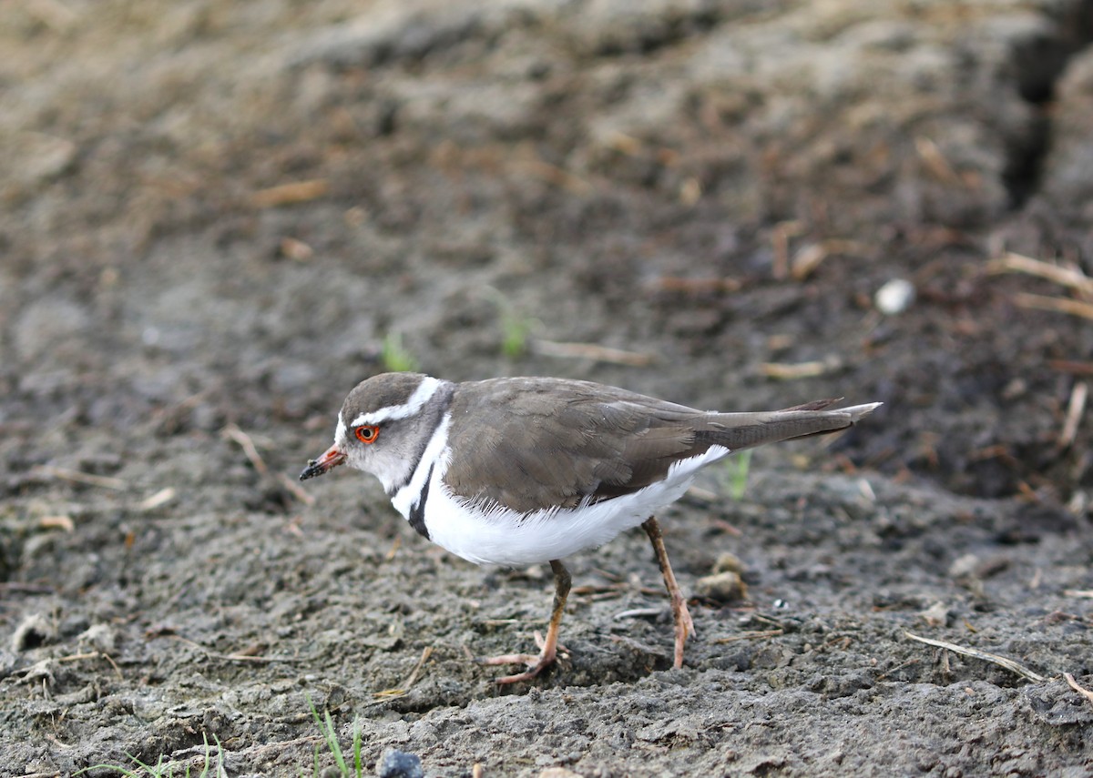Three-banded Plover - ML617882800