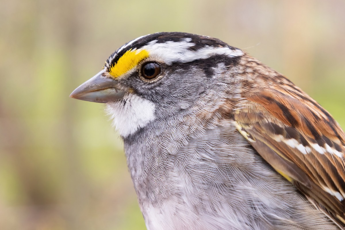 White-throated Sparrow - Sean Williams
