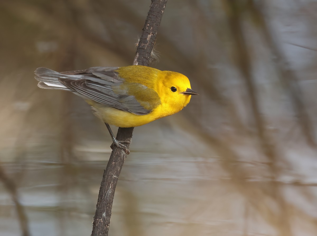Prothonotary Warbler - ML617882870