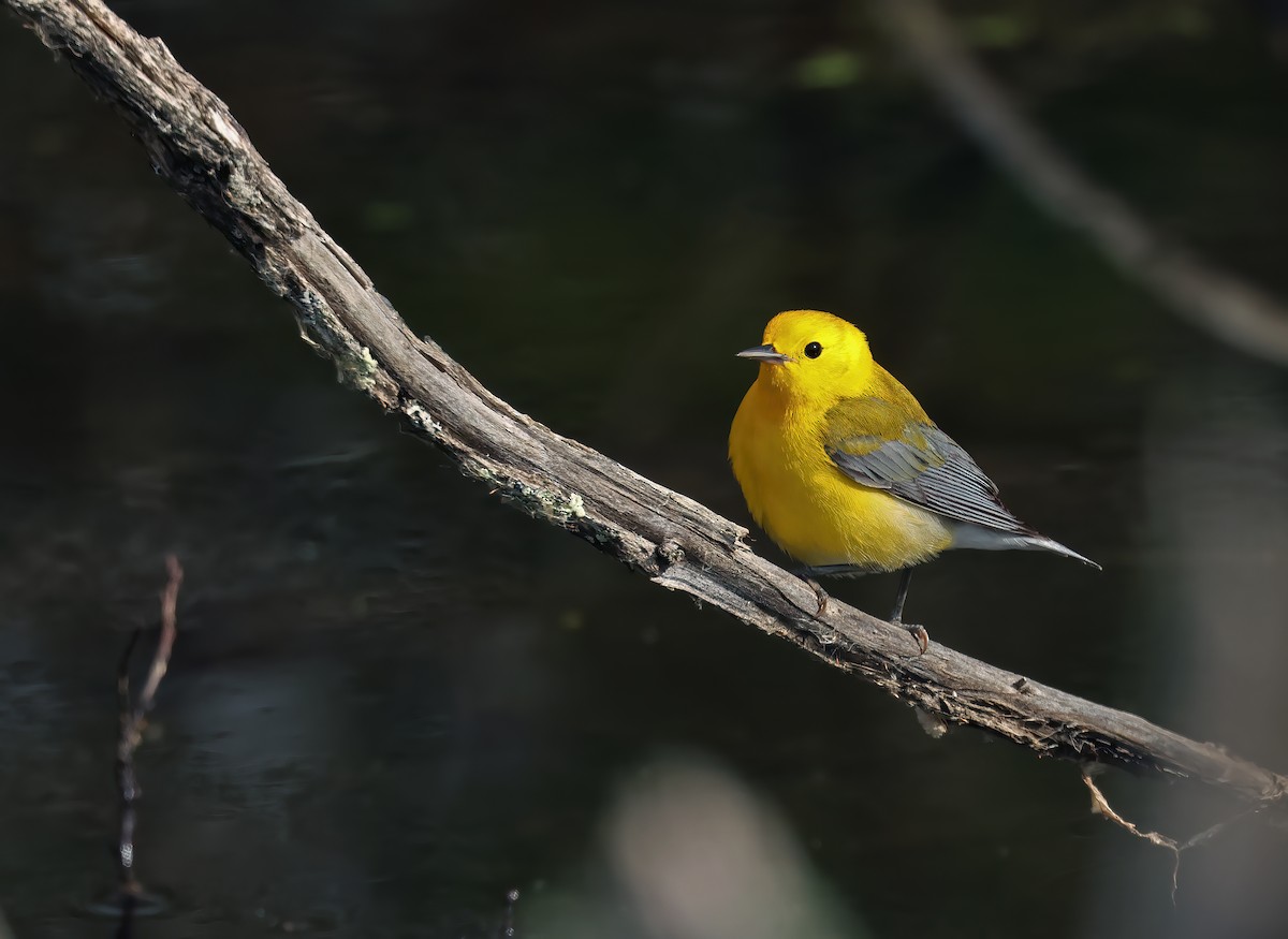 Prothonotary Warbler - ML617882871
