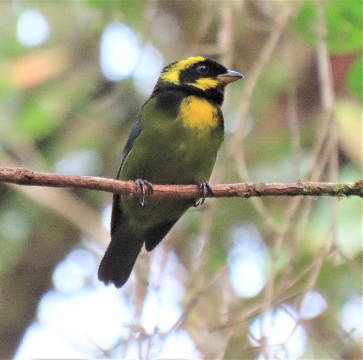 Gold-ringed Tanager - ML617882873