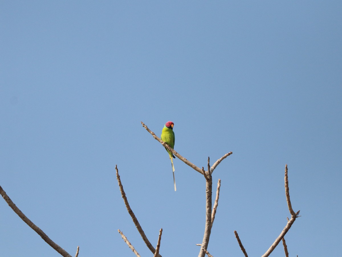 Plum-headed Parakeet - Marco Costa