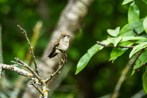 Black-chinned Hummingbird - Ray Steelman
