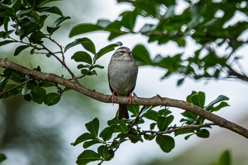 Chipping Sparrow - ML617882896
