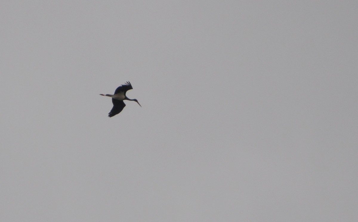 Black Stork - Magdalena Grahovac