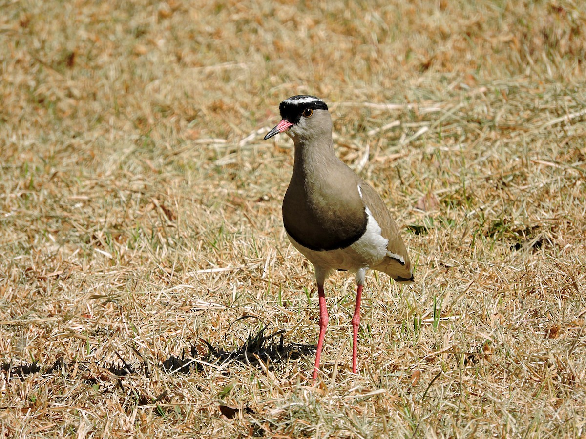 Crowned Lapwing - ML617883036