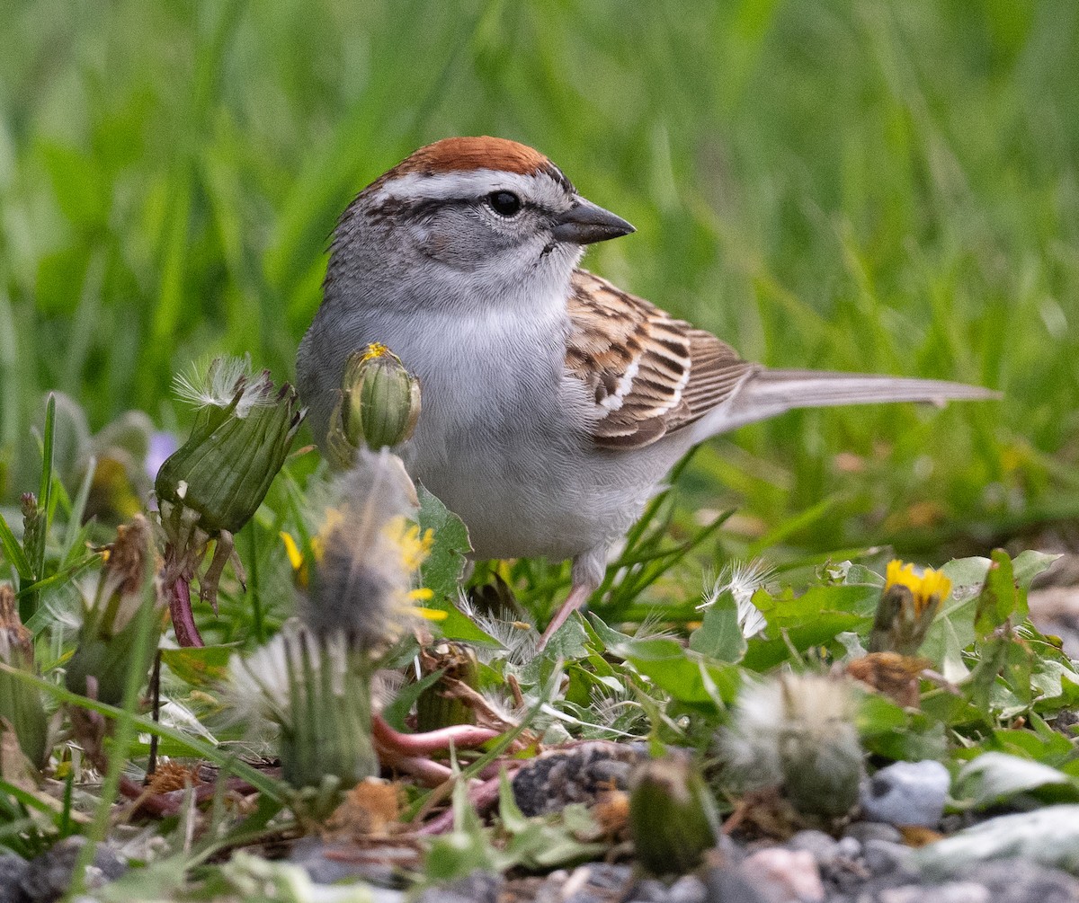 Chipping Sparrow - ML617883051