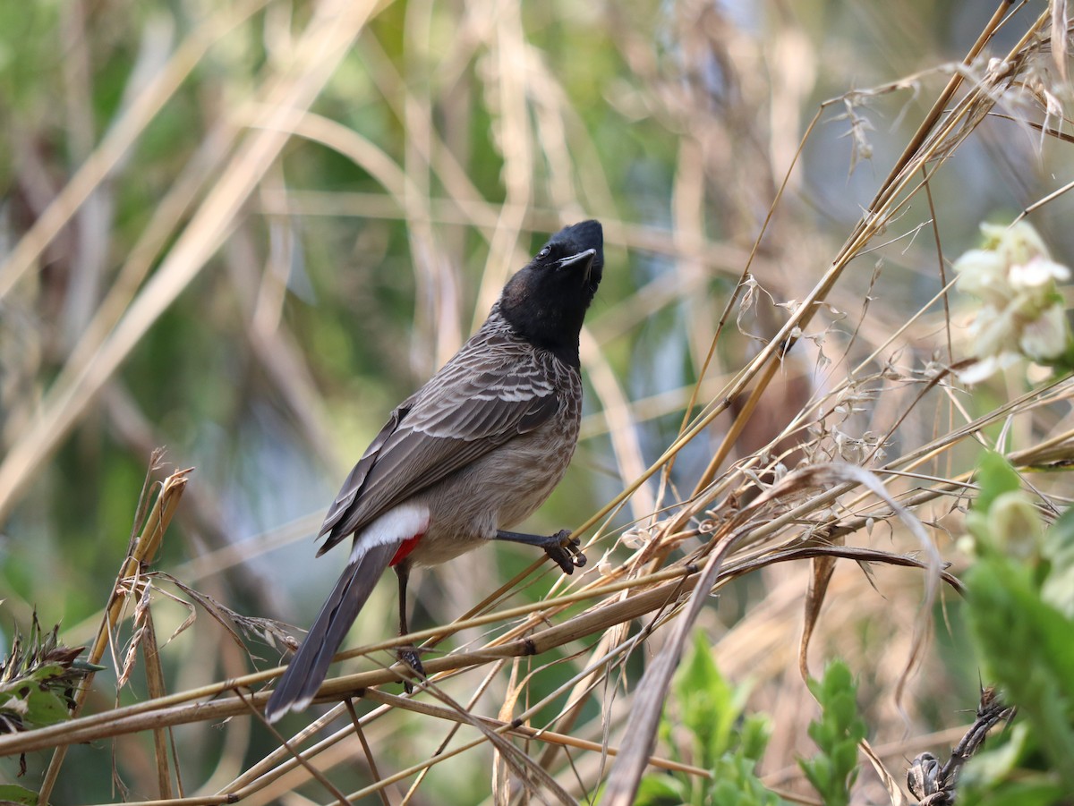 Red-vented Bulbul - ML617883067