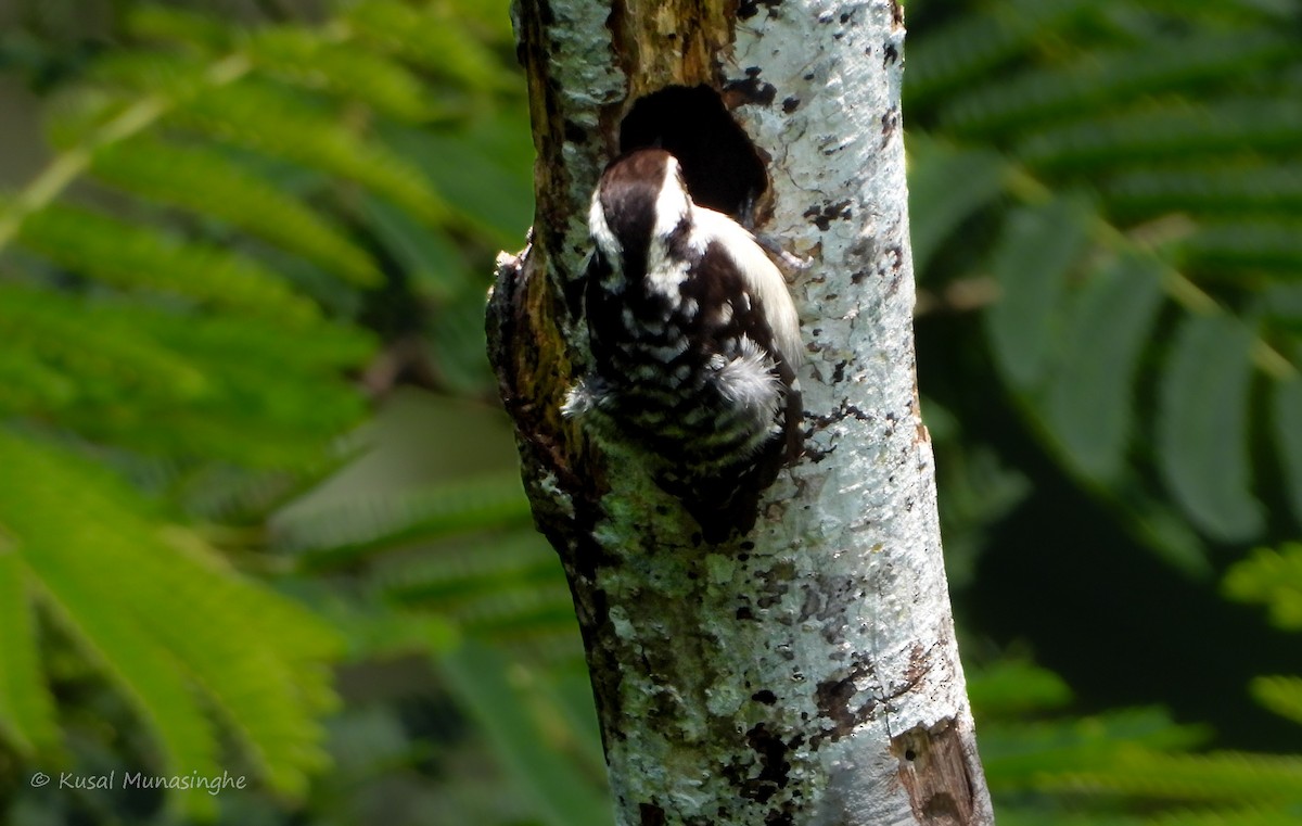 Brown-capped Pygmy Woodpecker - ML617883097
