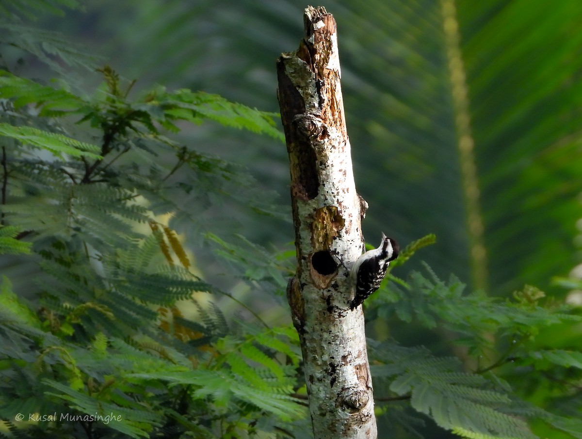 Brown-capped Pygmy Woodpecker - Kusal Munasinghe