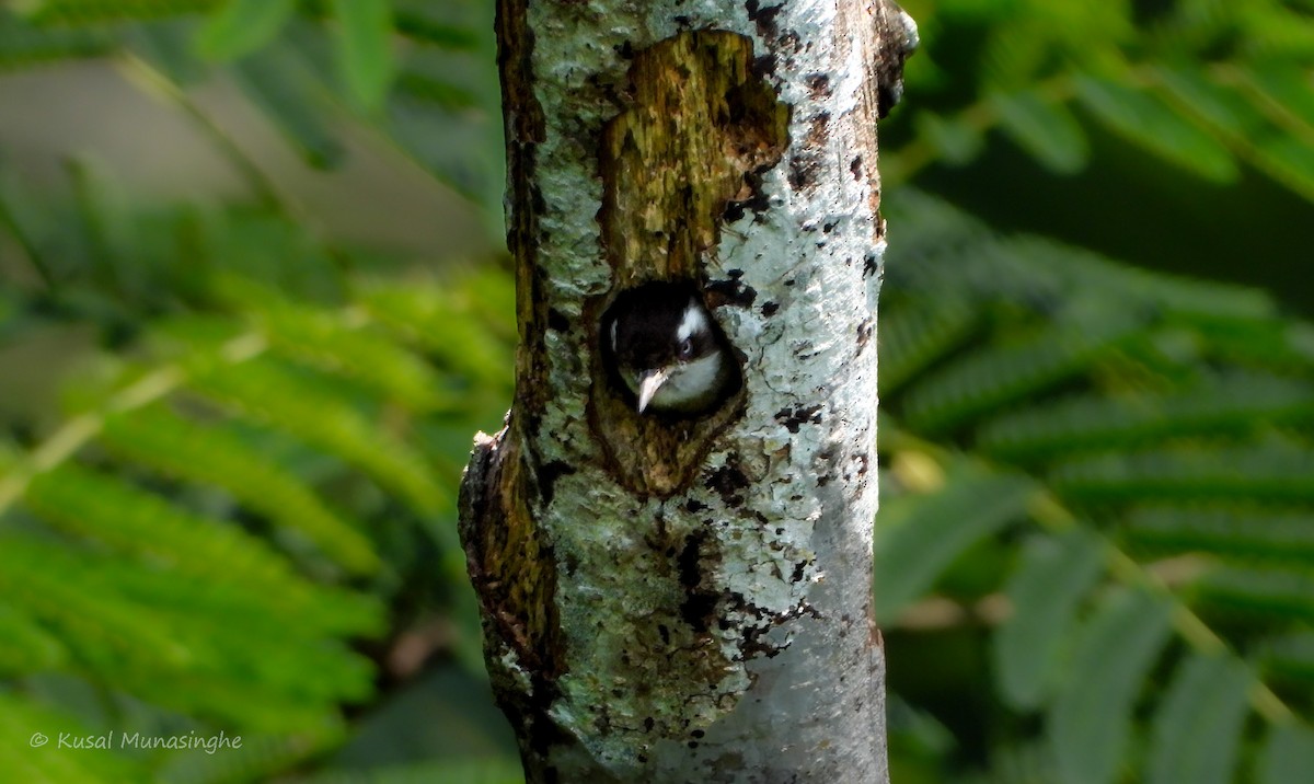 Brown-capped Pygmy Woodpecker - ML617883099