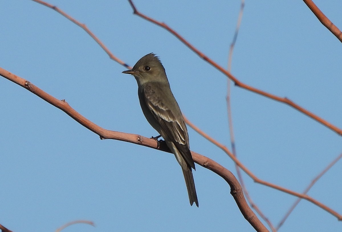 eBird Checklist - 24 Apr 2024 - Moon Valley Park - 35 species