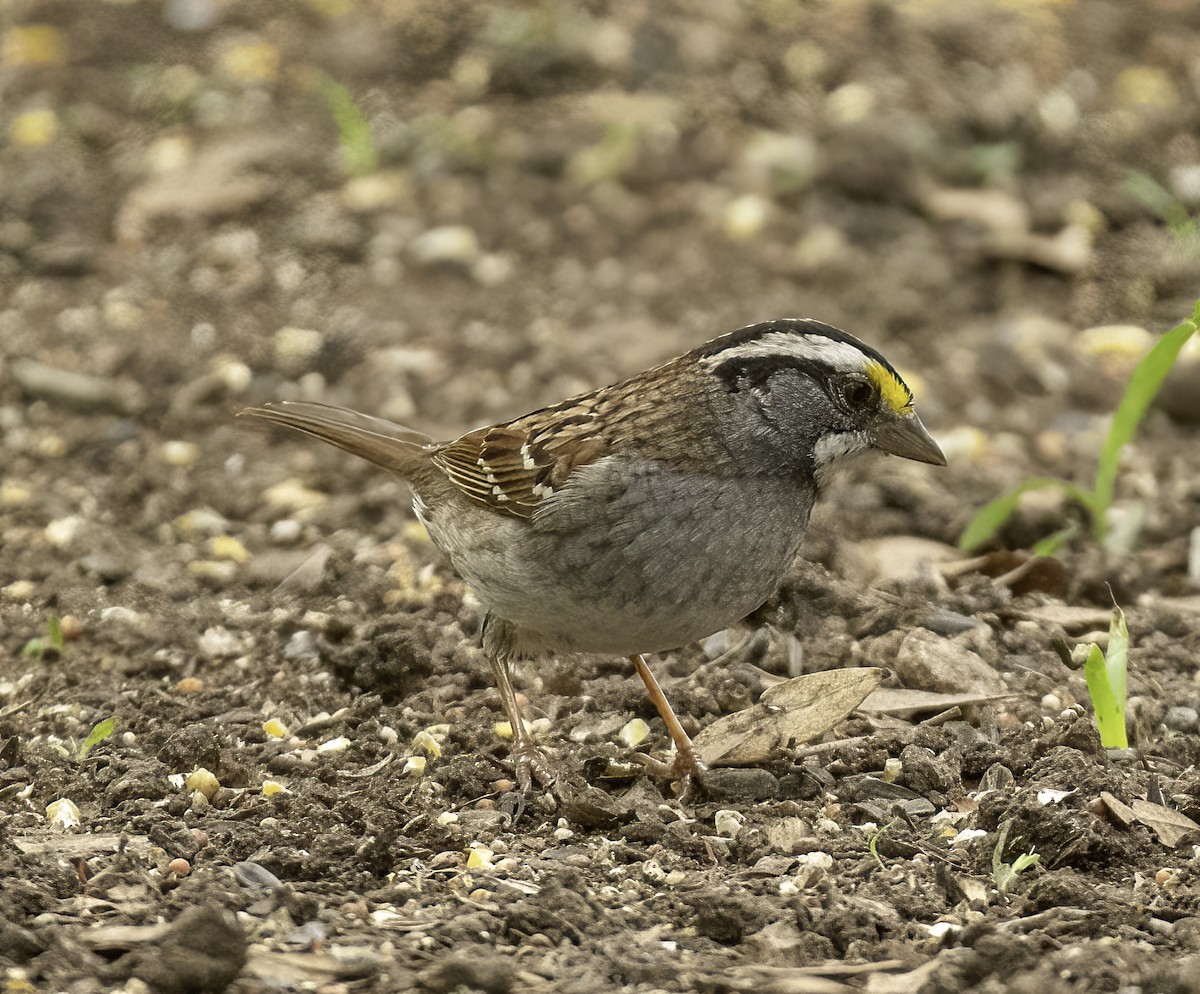 White-throated Sparrow - ML617883111