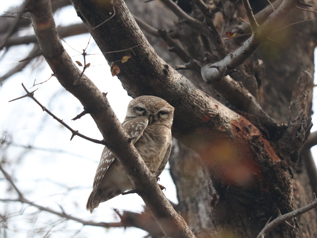 Spotted Owlet - ML617883117