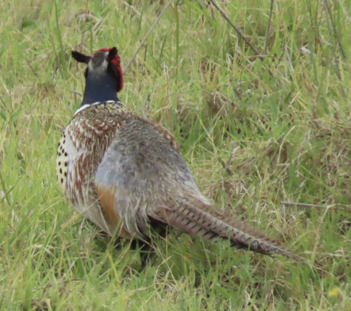 Ring-necked Pheasant - ML617883129