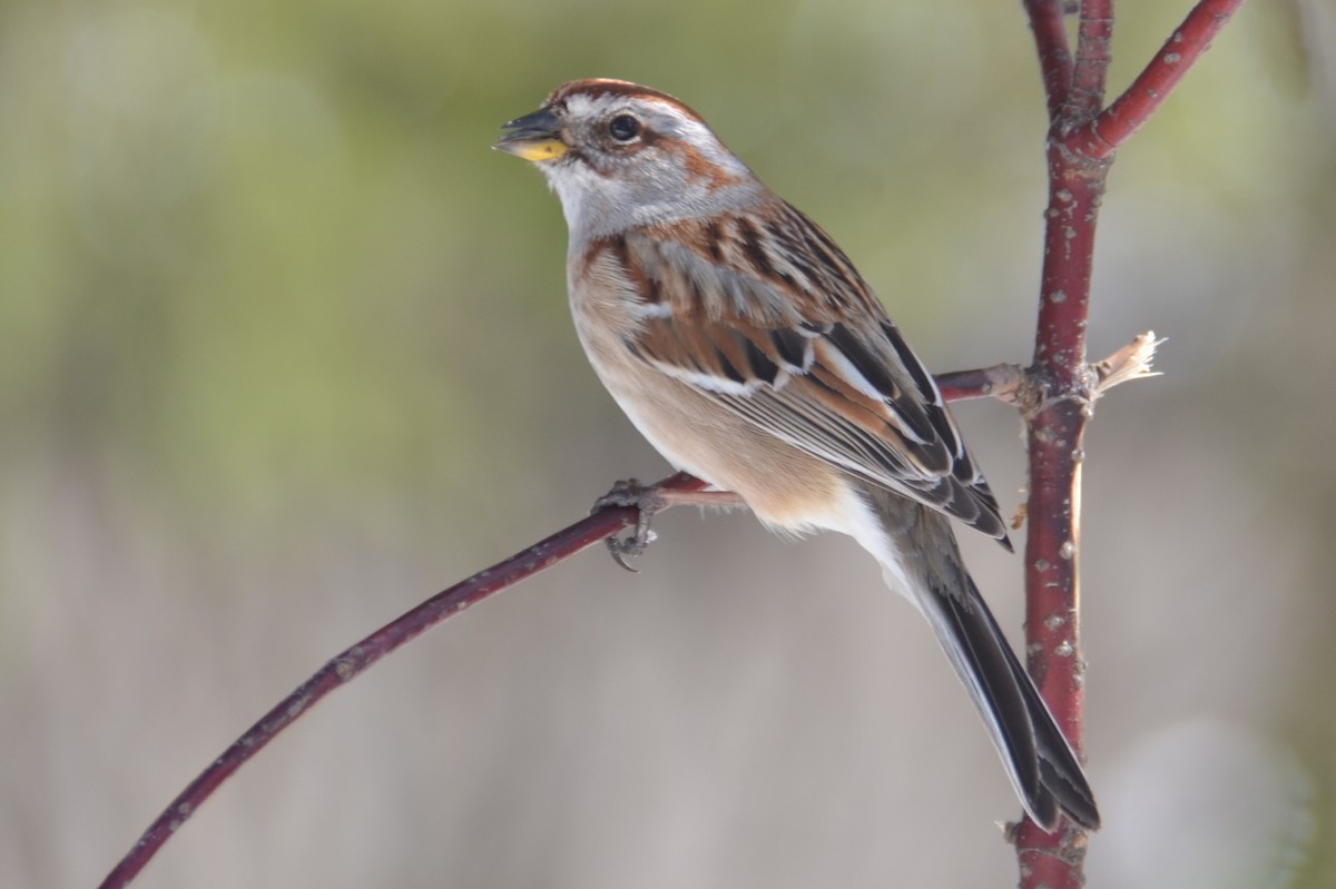 American Tree Sparrow - Jean Aubé