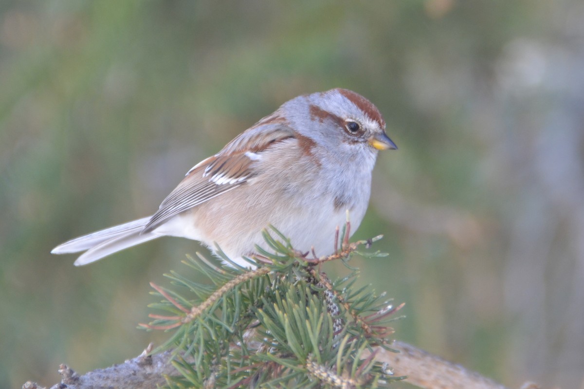 American Tree Sparrow - ML617883132