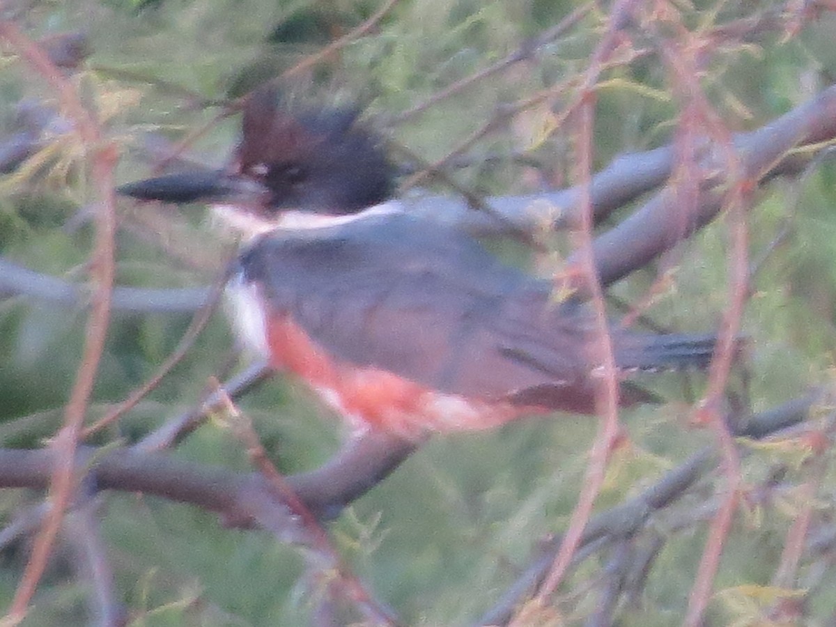 Belted Kingfisher - ML617883144