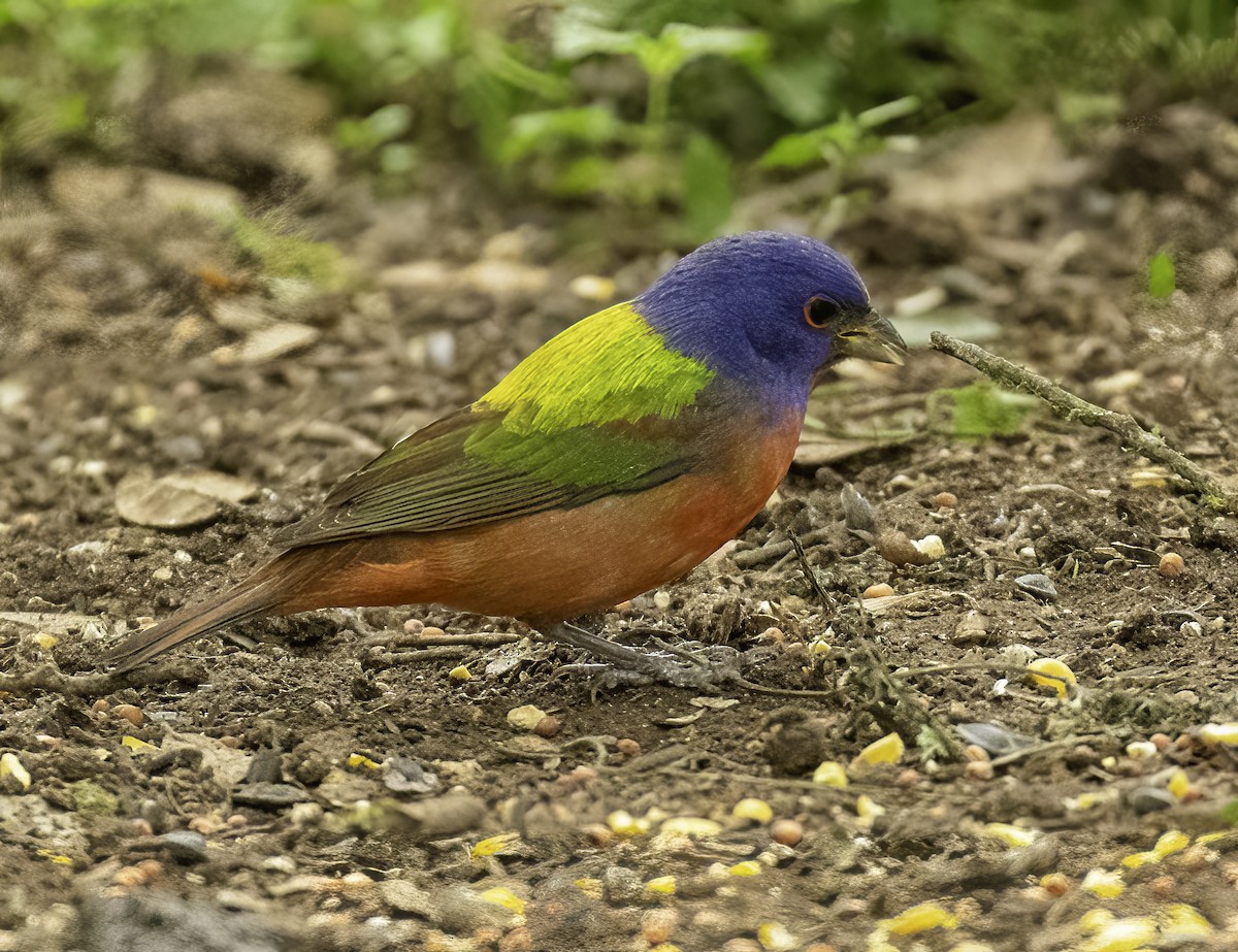 Painted Bunting - ML617883159