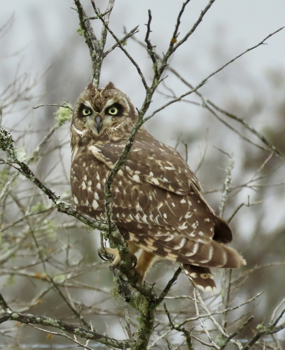 Short-eared Owl (Hawaiian) - ML617883162