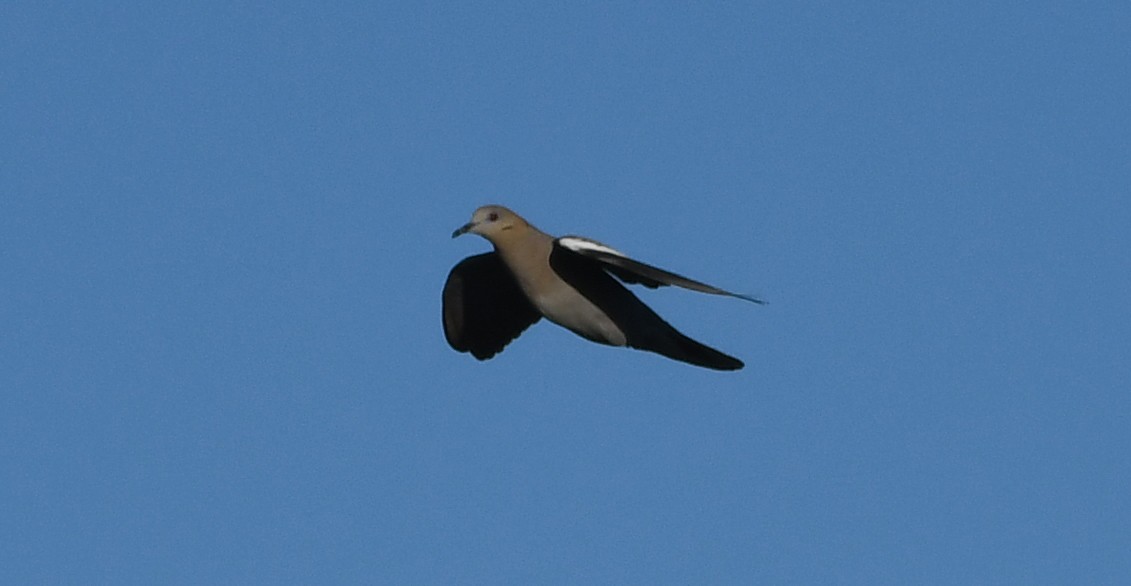 White-winged Dove - Corey S.