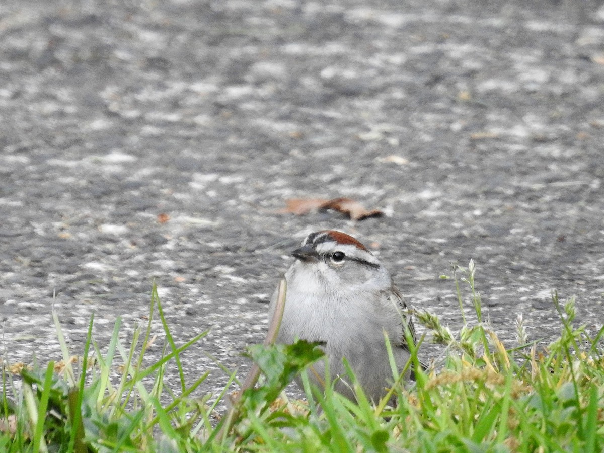 Chipping Sparrow - ML617883175