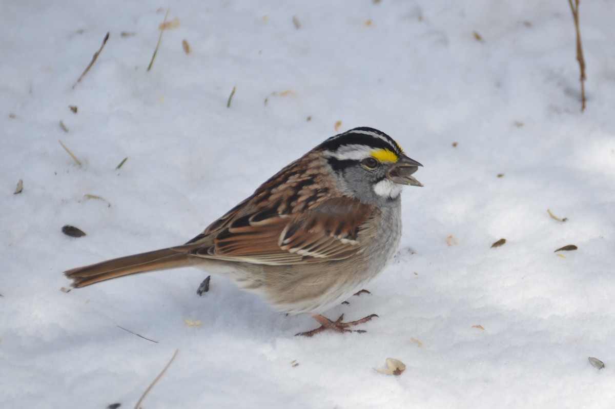 White-throated Sparrow - ML617883180