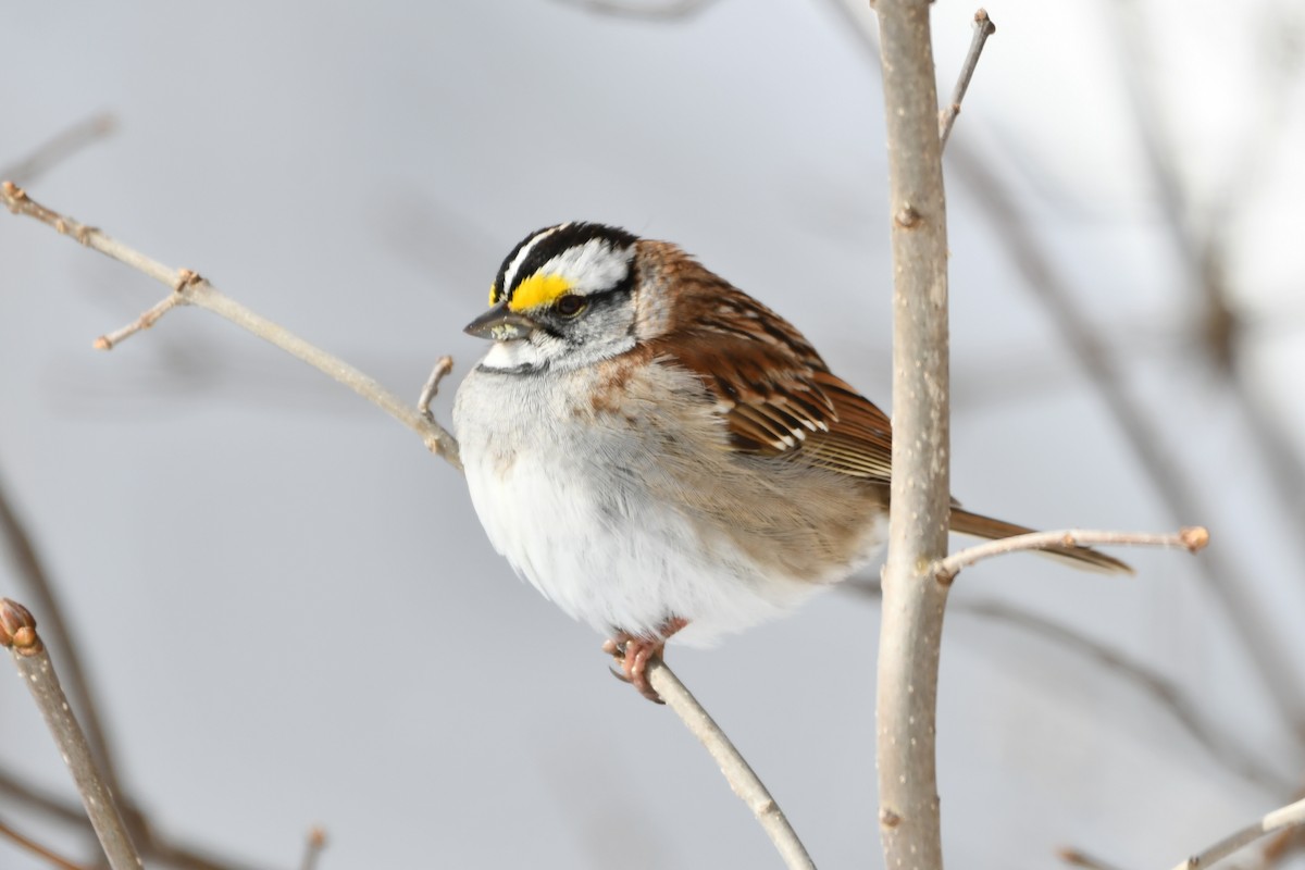 White-throated Sparrow - ML617883181
