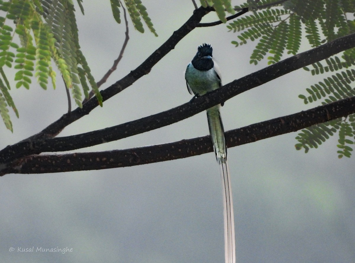 Indian Paradise-Flycatcher - Kusal Munasinghe