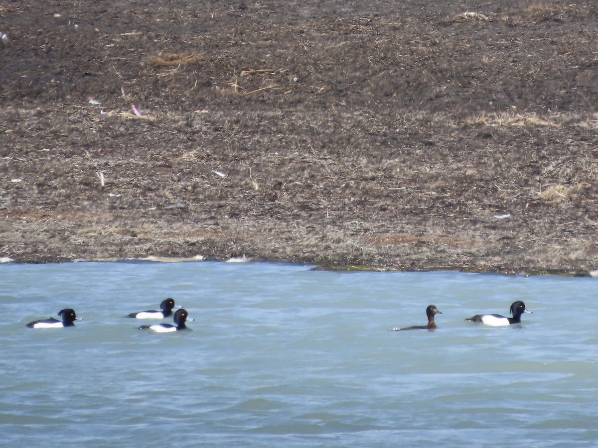 Tufted Duck - ML617883219