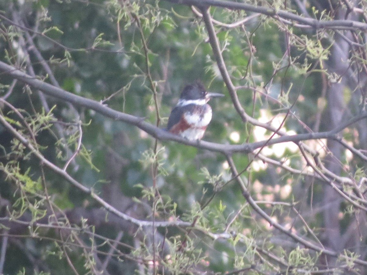 Belted Kingfisher - ML617883233