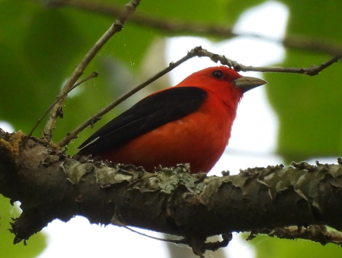Scarlet Tanager - ML617883273