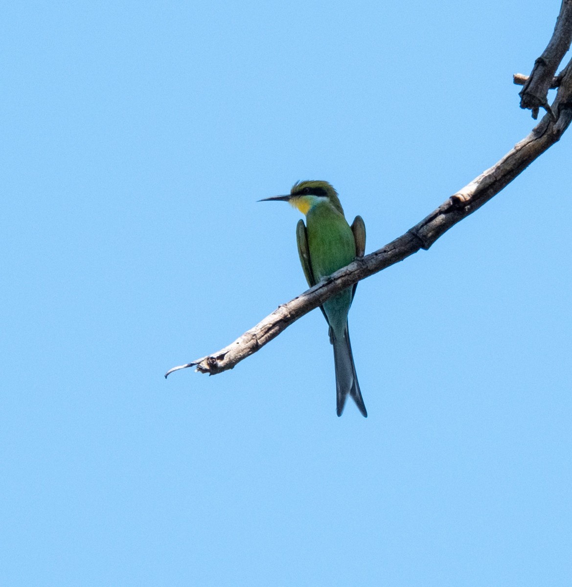 Swallow-tailed Bee-eater - Anne Tucker