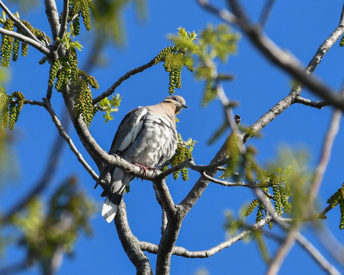 White-winged Dove - Joanne Dial
