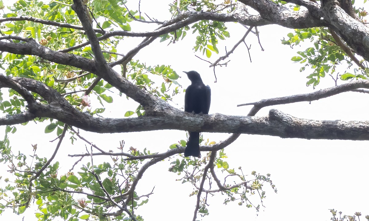 Square-tailed Drongo-Cuckoo - ML617883314