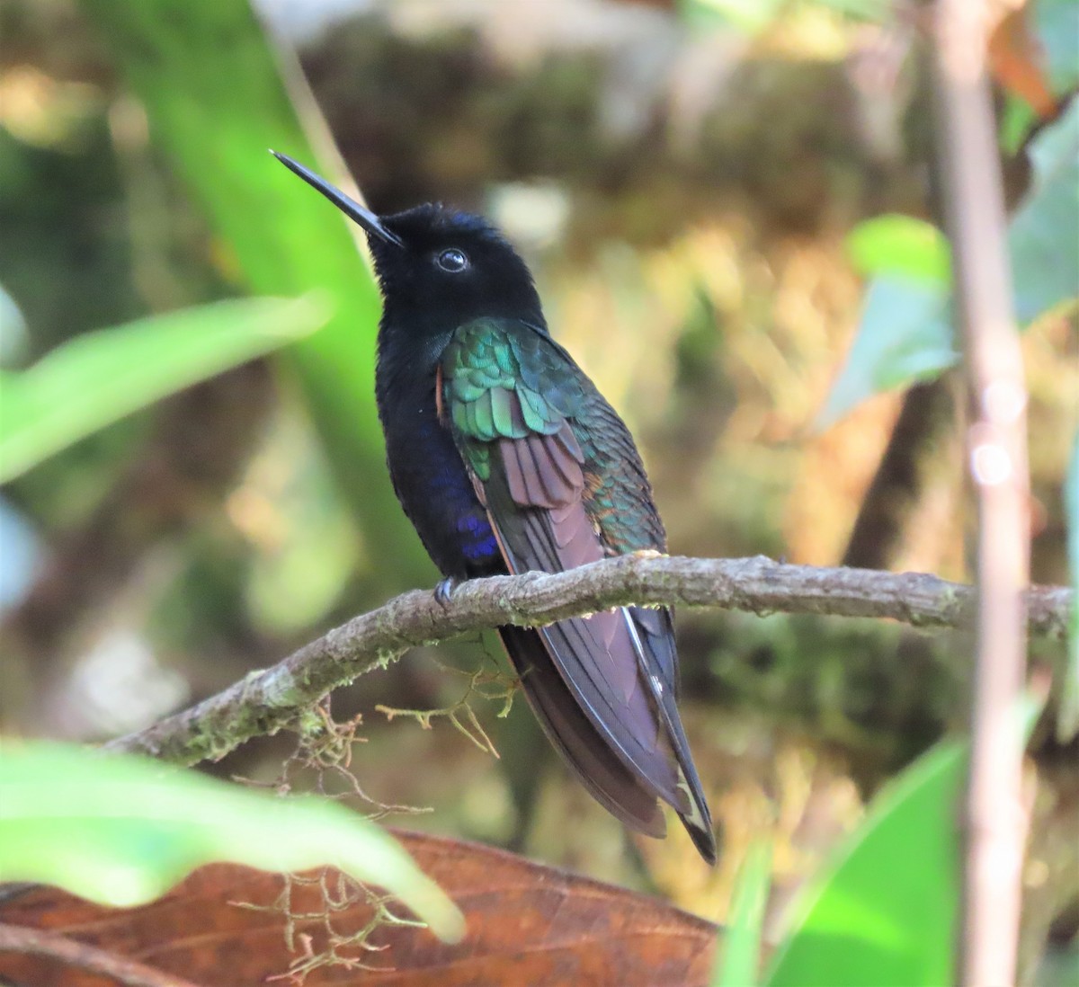 kolibřík hyacintový - ML617883337