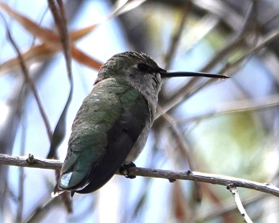 Costa's Hummingbird - Michael DeWispelaere