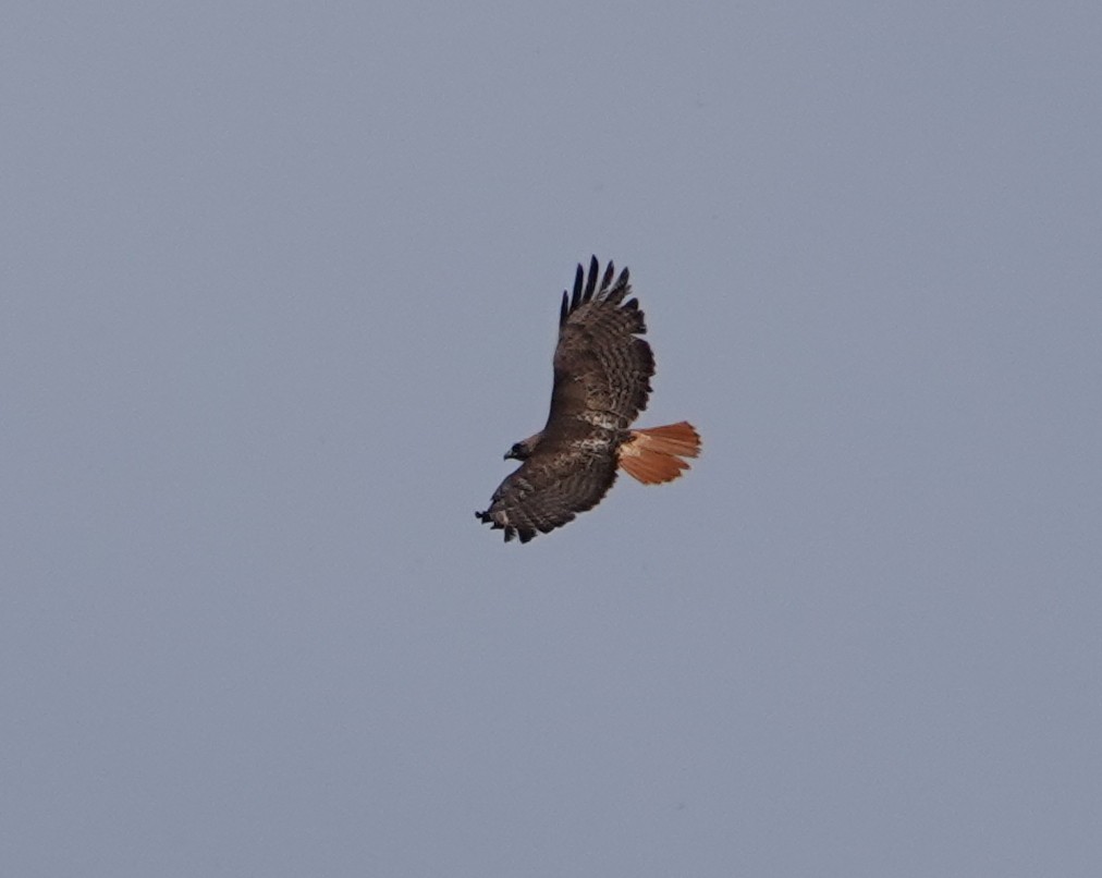 Red-tailed Hawk - ML617883390