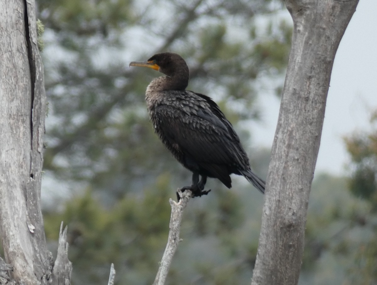 Double-crested Cormorant - Libby Patten