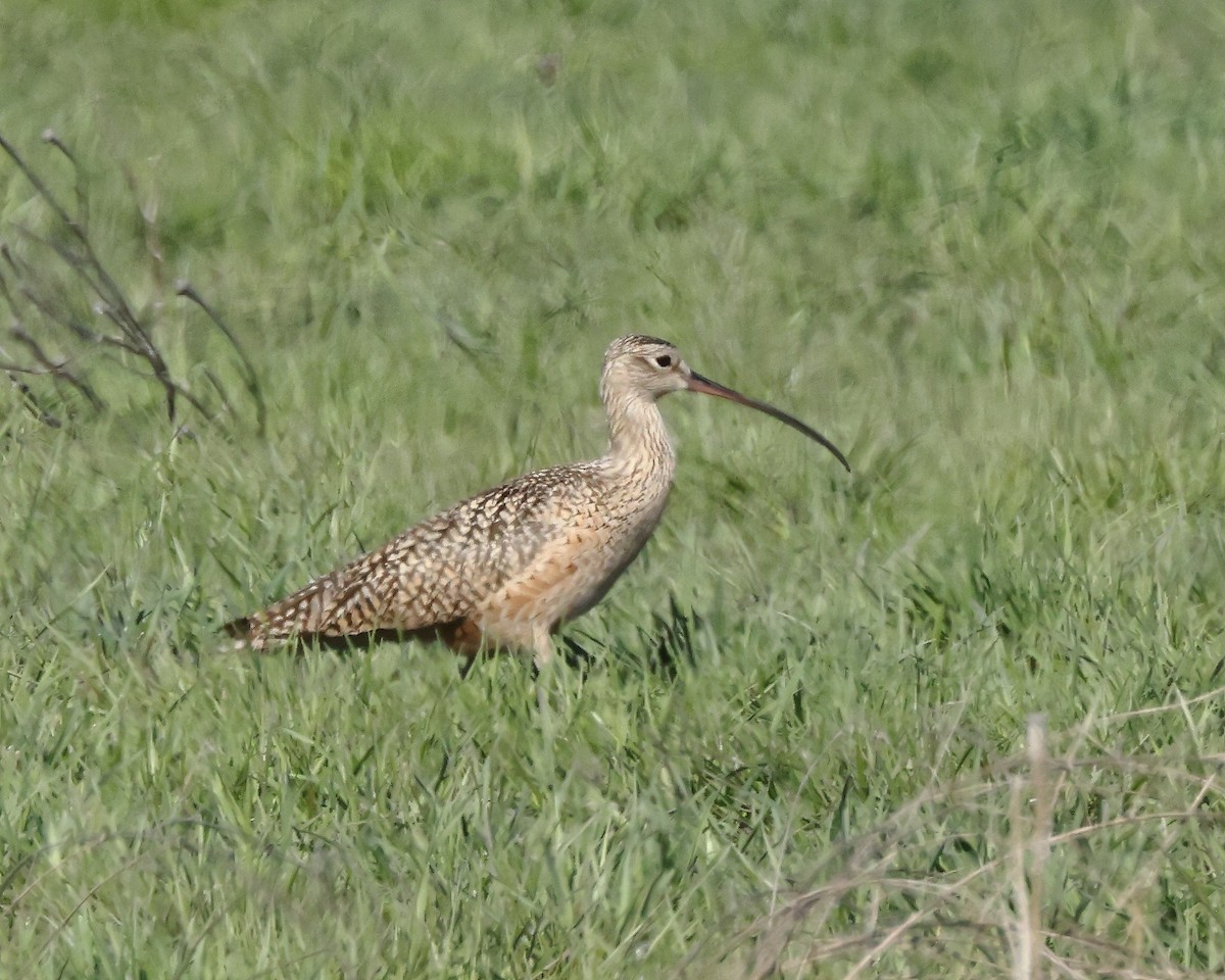 Long-billed Curlew - ML617883406